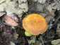 Aranyos galambgomba (Russula aurea), Mátra